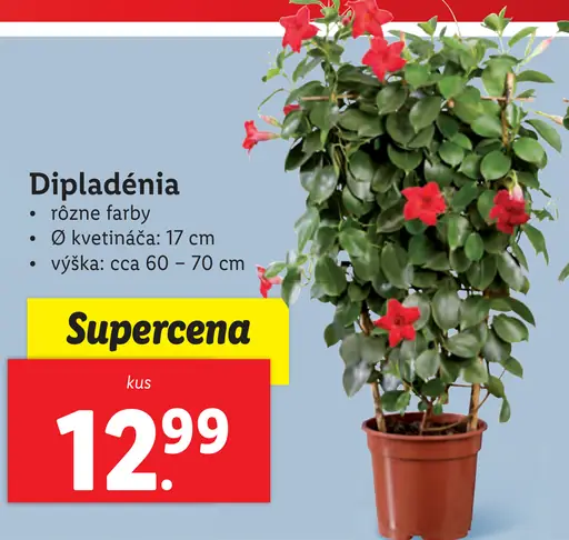 Dipladénia