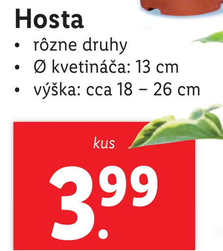 Hosta