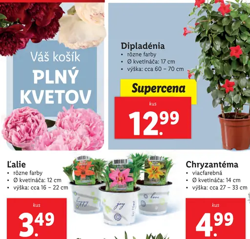 Chryzantéma