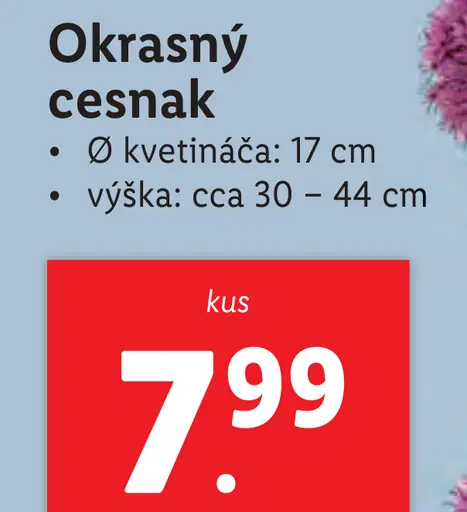Okrásny cesnak