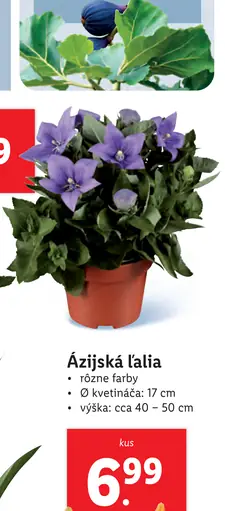 Ázijská ľalia