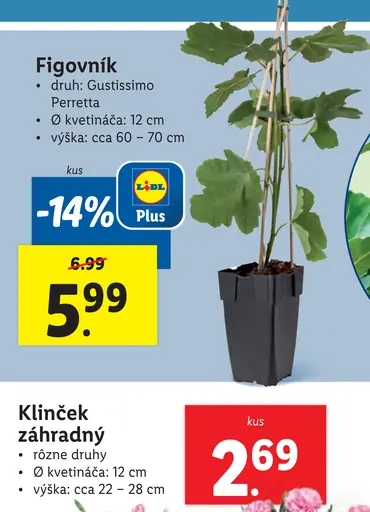 Figovník Gustissimo Perretta