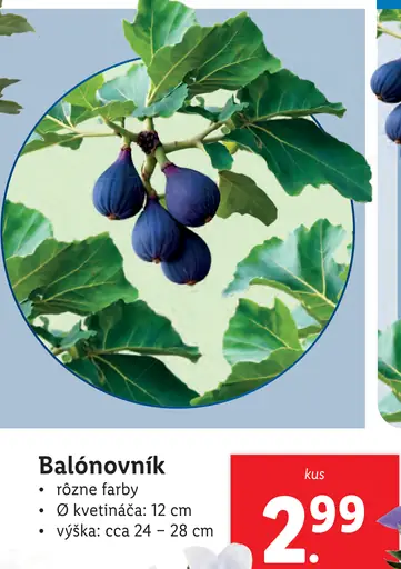 Balónovník