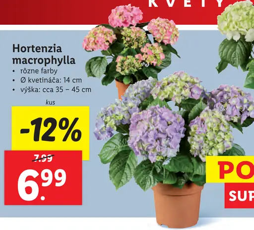 Hortenzia macrophylla