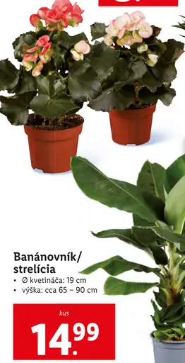 Banánovník/strelicia