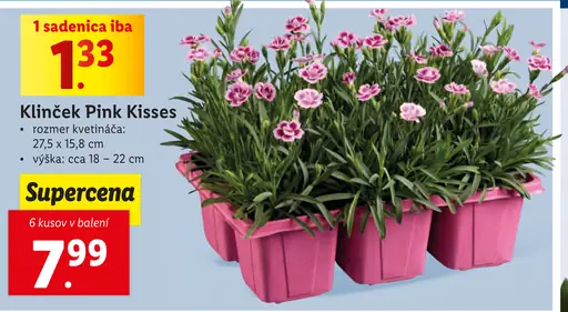 Klinček Pink Kisses