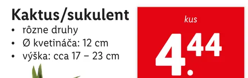 Kaktus/sukulent