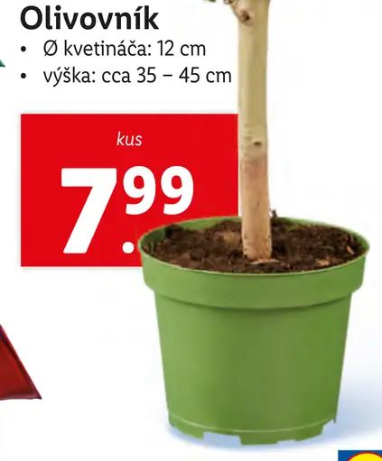 Olivovník