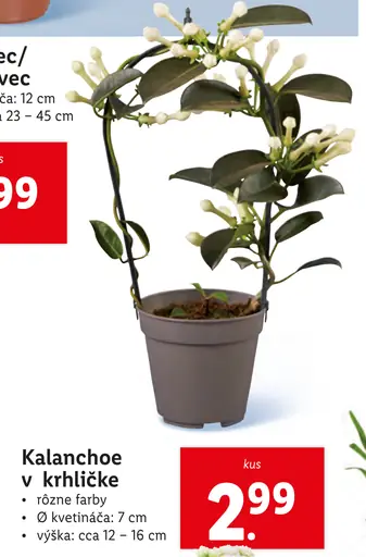 Kalanchoe v krhličke