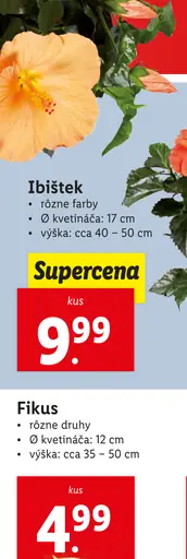 Fikus
