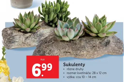 Sukulenty
