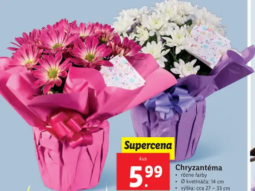 Chryzantéma
