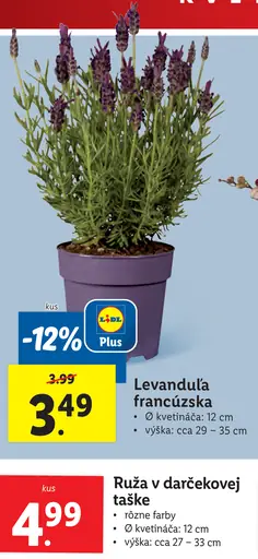 Levanduľa francúzska