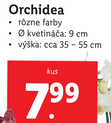 Orchidea