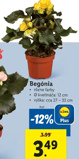 Begónia