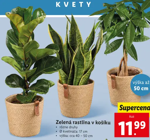 Zelená rastlina v keramike