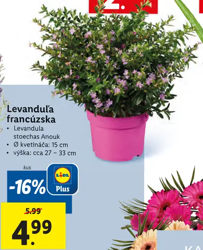 Levanduľa francúzska