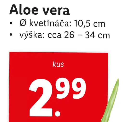 Aloe Vera