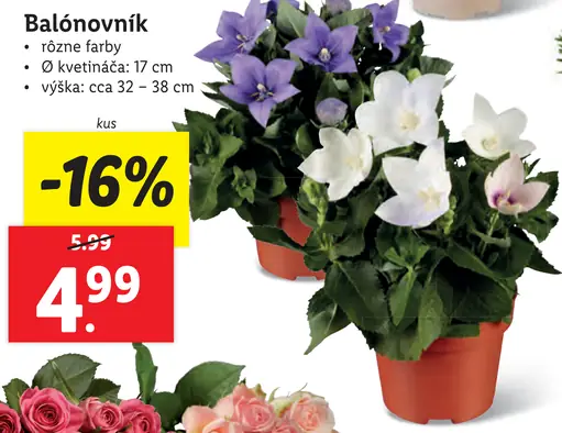 Balónovník
