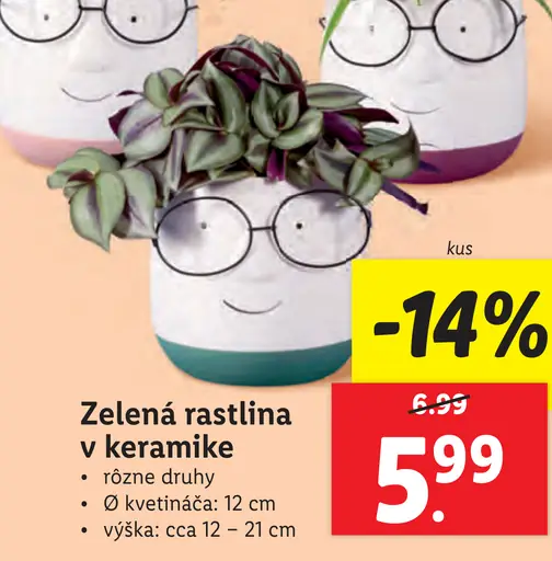 Zelená rastlina v keramike