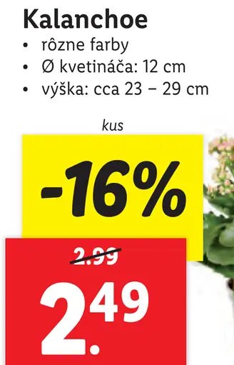 Kalanchoe