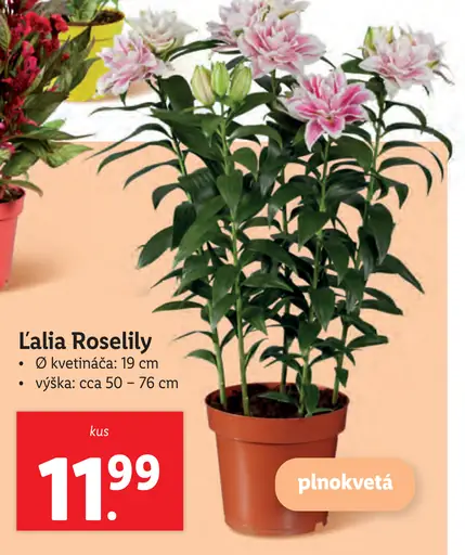 Ľalia Roselily