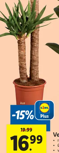 Sukulent v skle