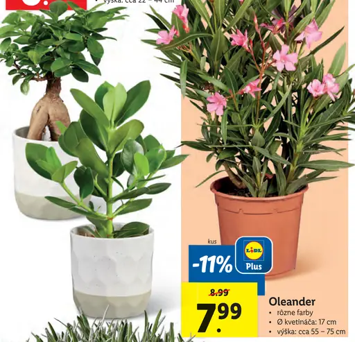 Oleander