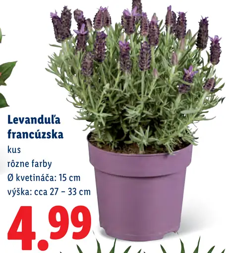 Levanduľa francúzska