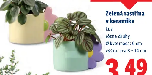 Zelená rastlina v keramike