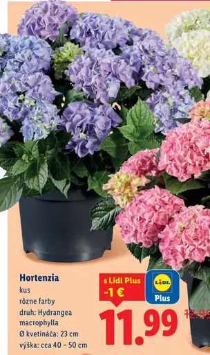 Hortenzia