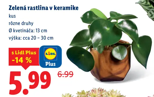 Zelená rastlina v keramike
