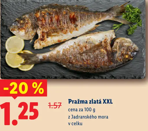 Pražma zlatá XXL