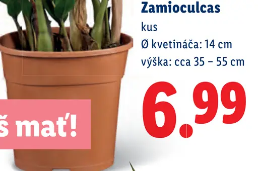 Zamioculcas