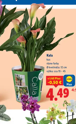 Kala