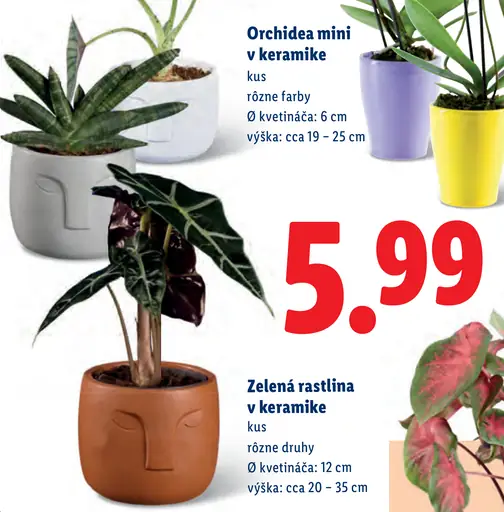 Mini orchidea v keramickom kvetináči