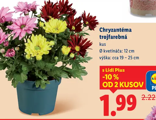Chryzantéma trojfarebná