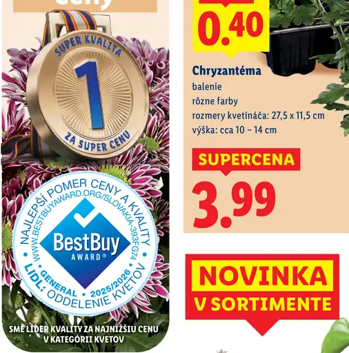 Chryzantéma