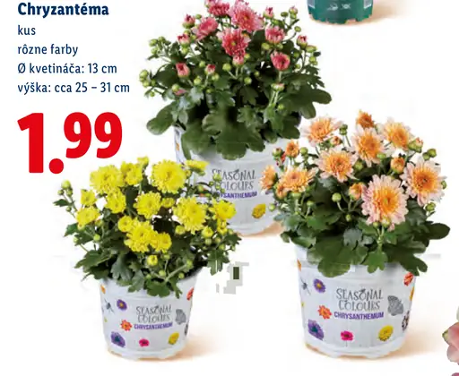 Chryzantéma