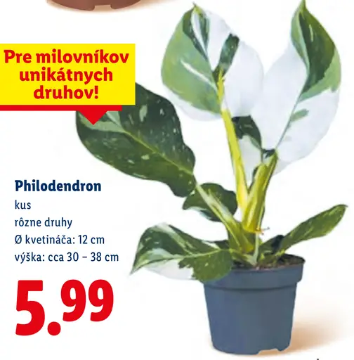 Philodendron