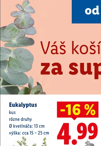 Eukalyptus