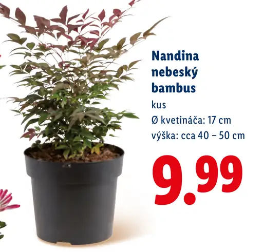 Nandina nebeský bambus
