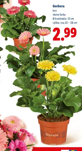 Gerbera