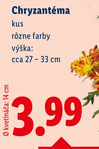 Chryzantéma