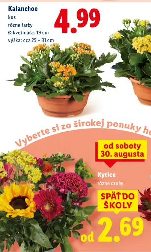 Kalanchoe