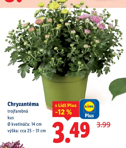 Chryzantéma trojfarebná