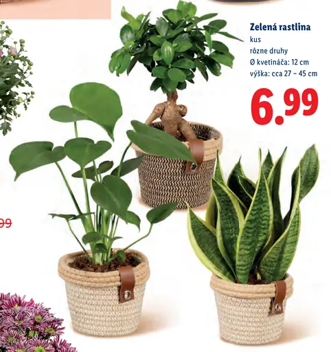Zelená rastlina