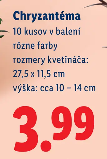 Chryzantéma