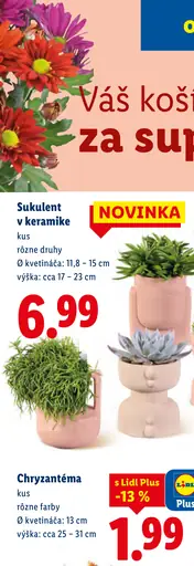 Chryzantéma
