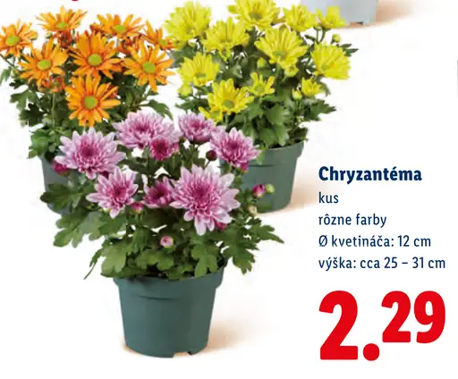 Chryzantéma